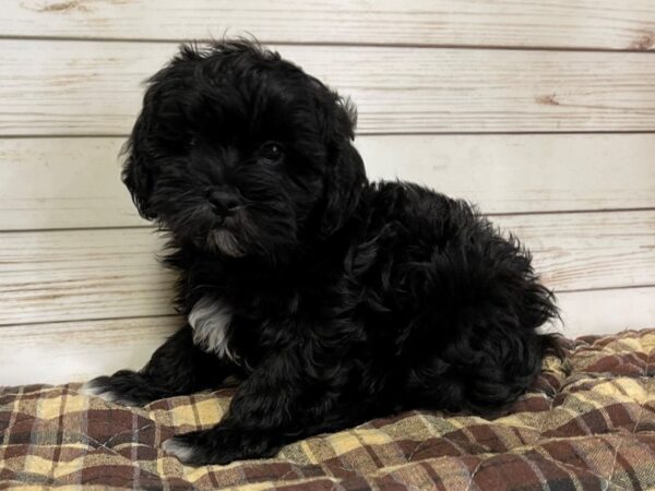 Shih Poo DOG Male Black, White Markings 20628 Petland Batavia, Illinois