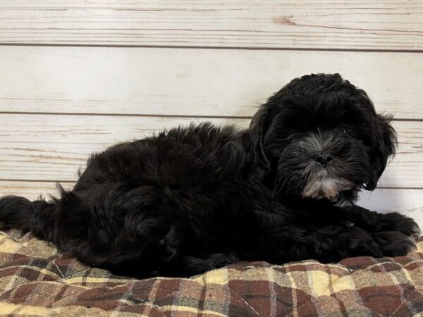 Shih Poo DOG Female Black, White Markings 20627 Petland Batavia, Illinois