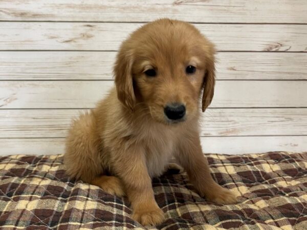 Golden Retriever DOG Female Golden 20626 Petland Batavia, Illinois