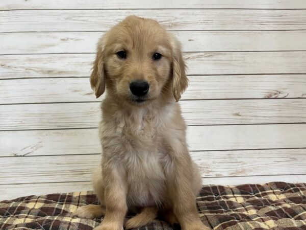 Golden Retriever DOG Female Golden 20625 Petland Batavia, Illinois