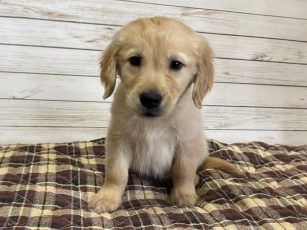 Golden Retriever DOG Male Golden 20624 Petland Batavia, Illinois