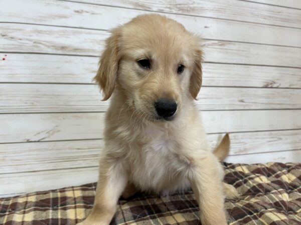 Golden Retriever DOG Male Golden 20623 Petland Batavia, Illinois