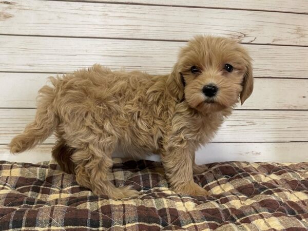 Goldendoodle Mini 2nd Gen DOG Female Golden 20622 Petland Batavia, Illinois