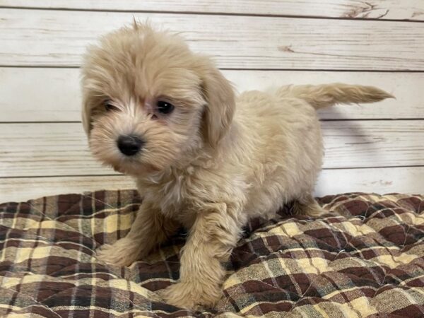 Goldendoodle Mini 2nd Gen-DOG-Male-Golden-20621-Petland Batavia, Illinois