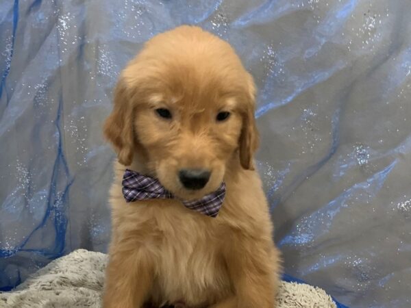 Golden Retriever DOG Male Golden 12471 Petland Batavia, Illinois