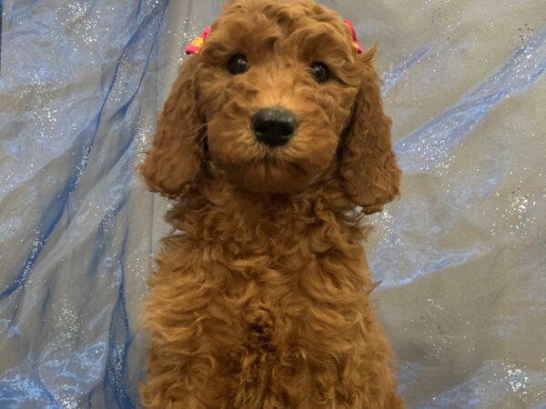 Goldendoodle 2nd Generation DOG Female Red 12463 Petland Batavia, Illinois