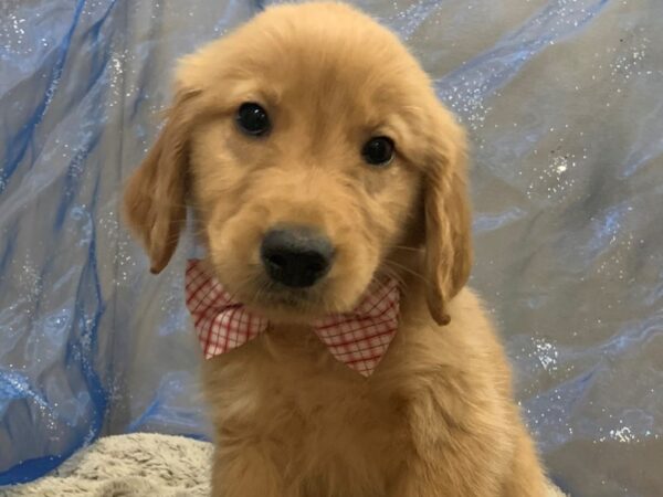 Golden Retriever DOG Male Golden 12472 Petland Batavia, Illinois
