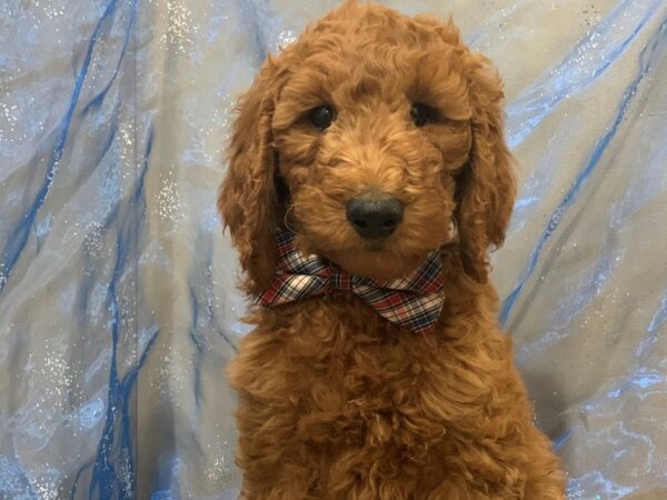 Goldendoodle 2nd Generation DOG Male Red 12464 Petland Batavia, Illinois