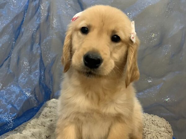 Golden Retriever DOG Female Golden 12470 Petland Batavia, Illinois