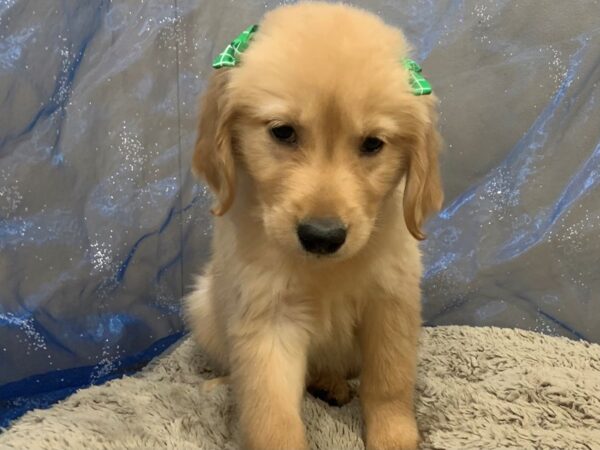 Golden Retriever DOG Female Golden 12469 Petland Batavia, Illinois