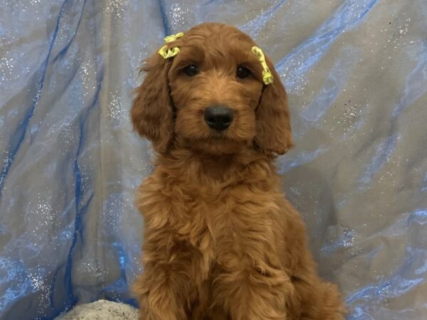 Goldendoodle 2nd Generation-DOG-Female-Red-12462-Petland Batavia, Illinois