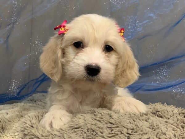 Goldendoodle Mini 2nd Gen DOG Female Golden 12477 Petland Batavia, Illinois