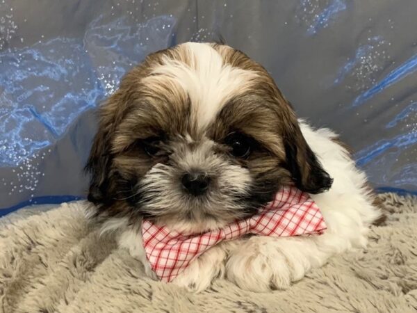 Shih Tzu DOG Male Sable and White, Black Markings 12476 Petland Batavia, Illinois