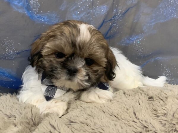 Shih Tzu DOG Male Sable and White, Black Markings 12475 Petland Batavia, Illinois