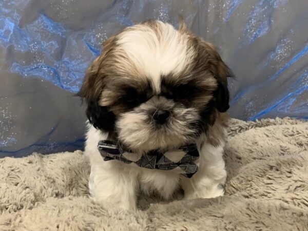 Shih Tzu DOG Male Sable and White, Black Markings 12474 Petland Batavia, Illinois