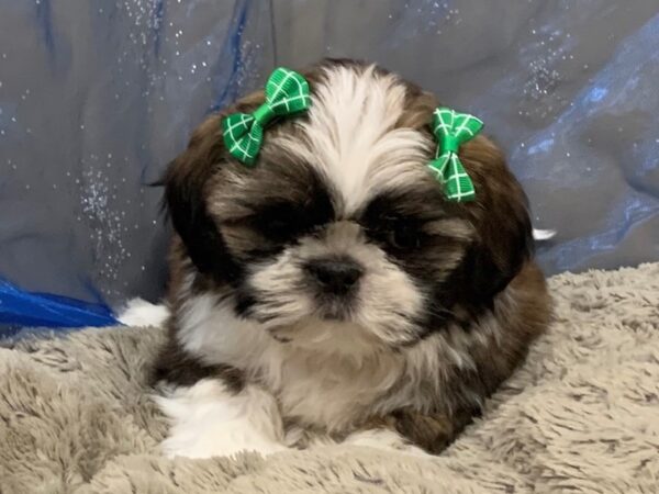 Shih Tzu DOG Female Sable and White, Black Markings 12473 Petland Batavia, Illinois