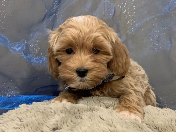 Shih Poo DOG Male Apricot 12468 Petland Batavia, Illinois