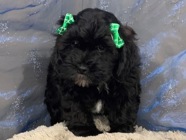 Shih Poo DOG Female Black, White Markings 12467 Petland Batavia, Illinois