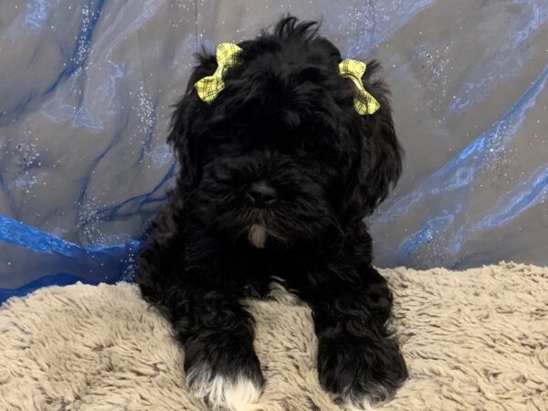 Shih Poo DOG Female Black , White Markings 12466 Petland Batavia, Illinois