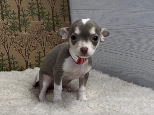 Chihuahua DOG Female Silver / White 20319 Petland Batavia, Illinois