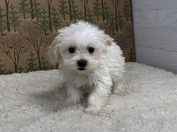 Maltese/Poodle DOG Male 20324 Petland Batavia, Illinois
