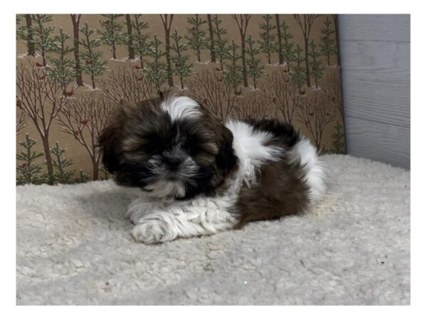 Shih Tzu DOG Male Sable and White, Black Markings 20365 Petland Batavia, Illinois