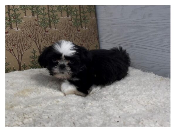 Shih Tzu DOG Female Black, White Markings 20360 Petland Batavia, Illinois