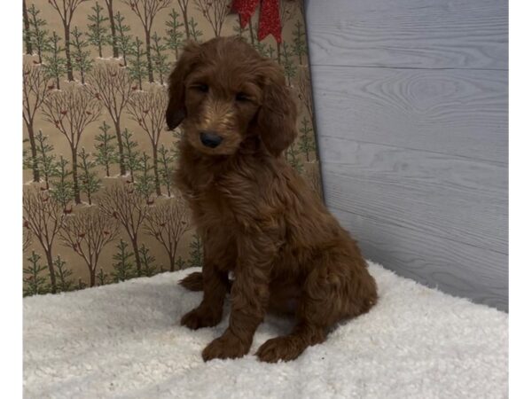 Goldendoodle 2nd Generation DOG Female Red 20356 Petland Batavia, Illinois