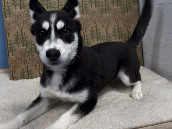 Siberian Husky DOG Female Black / White 20227 Petland Batavia, Illinois