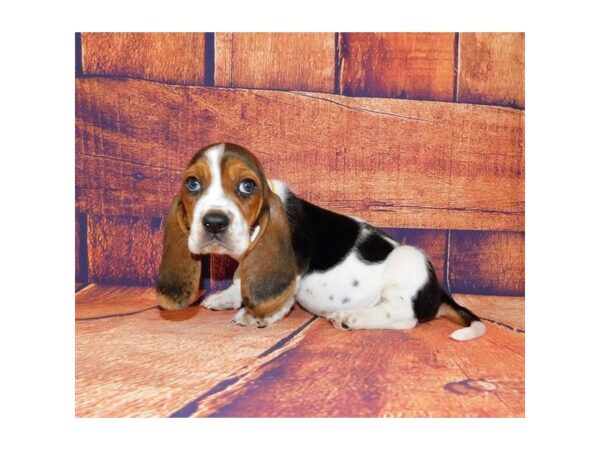 Basset Hound DOG Male Black White / Tan 20634 Petland Batavia, Illinois