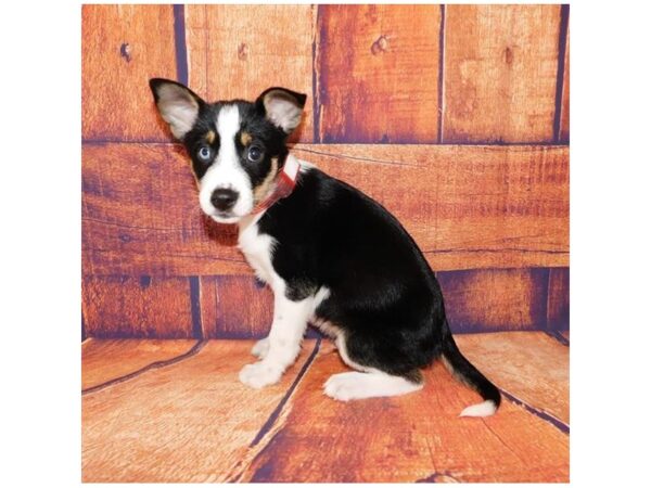 Border Collie/Siberian Husky DOG Male Black White / Tan 20637 Petland Batavia, Illinois