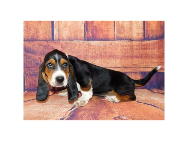 Bagel-DOG-Male-Black White / Tan-20635-Petland Batavia, Illinois