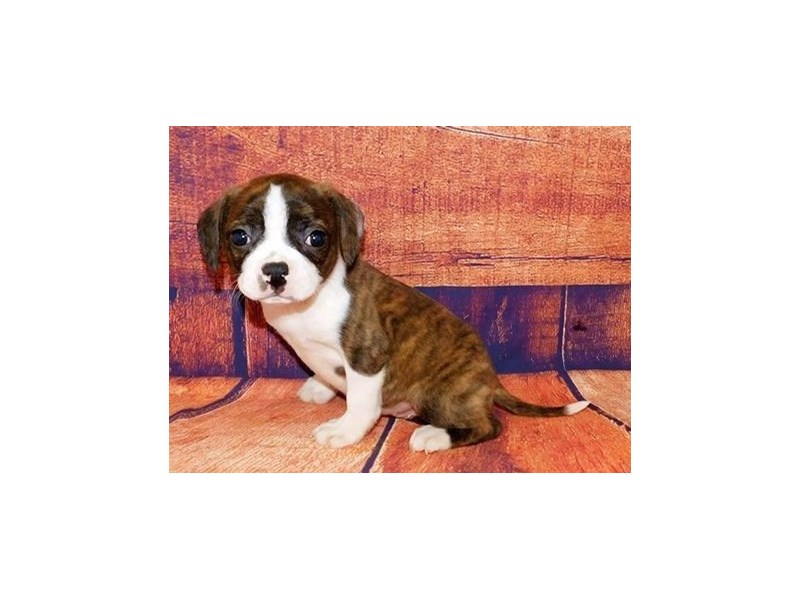 Boggle Puppy Brindle ID:20636 Located at Petland Batavia, Illinois