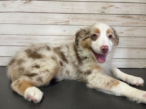 Australian Shepherd DOG Female Red Merle 20640 Petland Batavia, Illinois