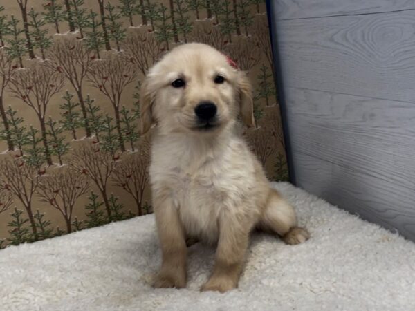 Golden Retriever DOG Female Golden 20361 Petland Batavia, Illinois