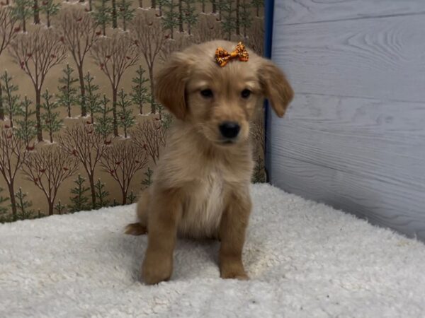 Golden Retriever DOG Female Golden 20362 Petland Batavia, Illinois