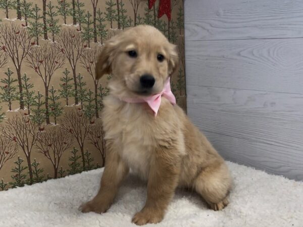 Golden Retriever DOG Female Golden 12491 Petland Batavia, Illinois