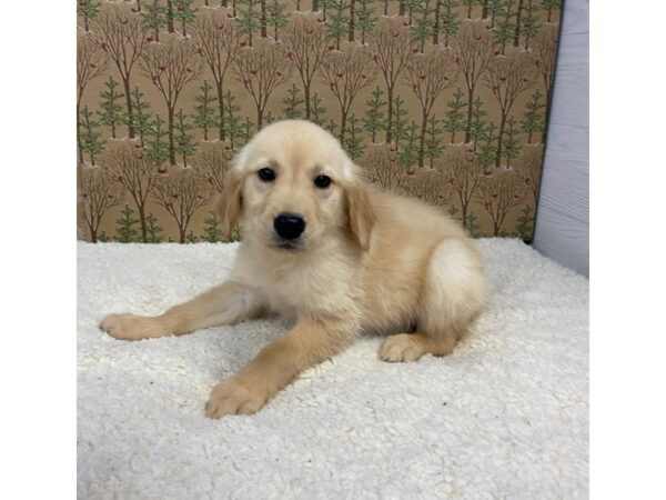 Golden Retriever DOG Female Golden 12490 Petland Batavia, Illinois