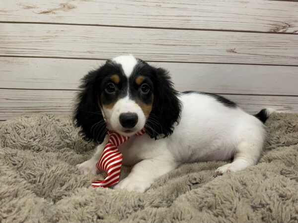 Dachshund DOG Male White, Black Piebald 12488 Petland Batavia, Illinois