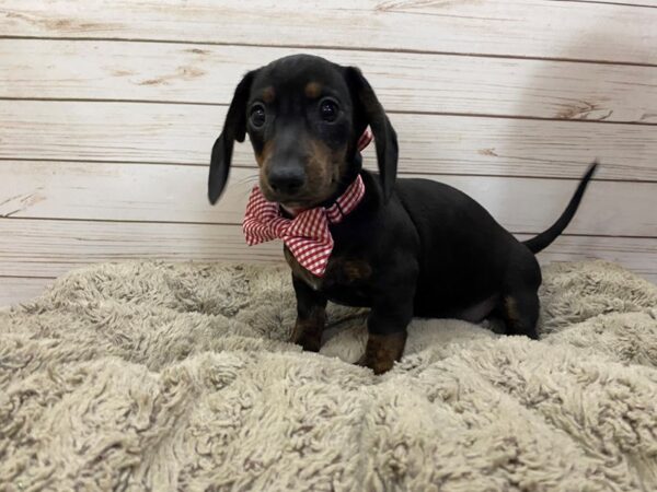 Dachshund DOG Male Black & Tan 12489 Petland Batavia, Illinois