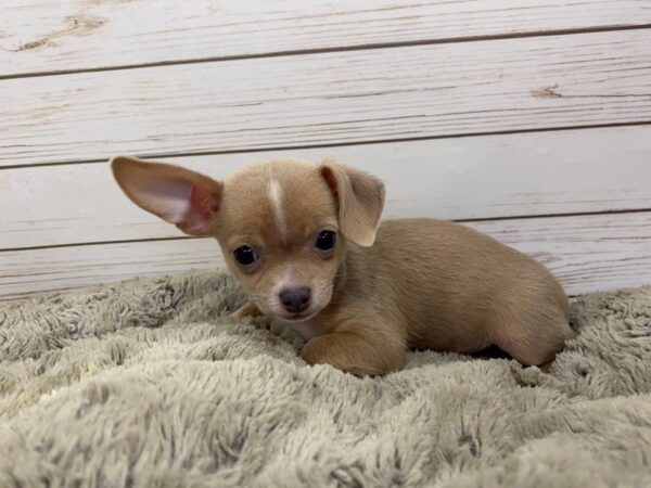Chihuahua DOG Female Blue Fawn 12487 Petland Batavia, Illinois