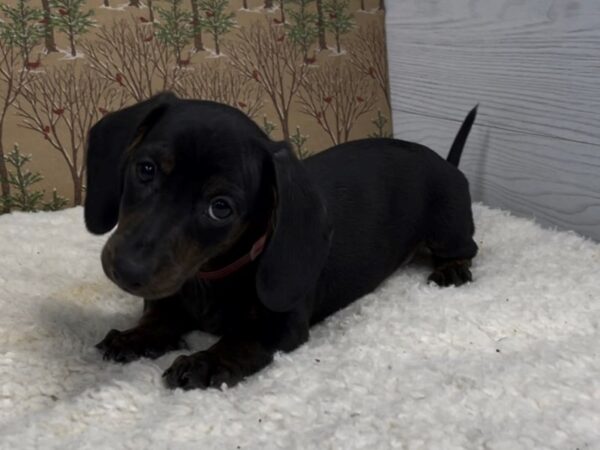 Dachshund DOG Male 20380 Petland Batavia, Illinois