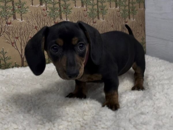 Dachshund DOG Female 20377 Petland Batavia, Illinois