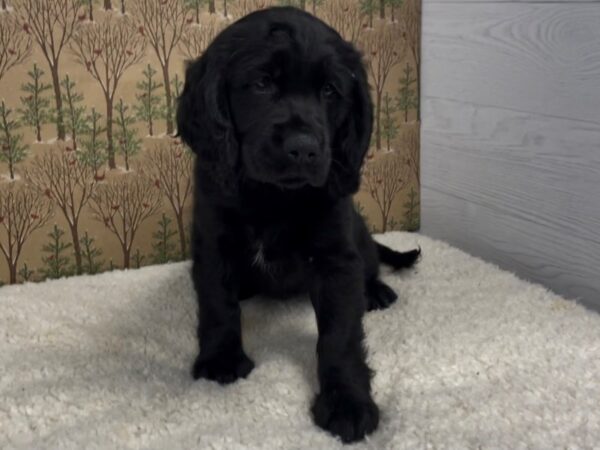 Comfort Retriever DOG Female Black 12492 Petland Batavia, Illinois