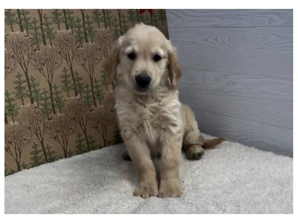 Comfort Retriever DOG Male Golden 12493 Petland Batavia, Illinois