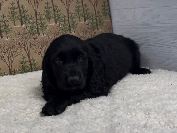 Comfort Retriever DOG Female Black 20661 Petland Batavia, Illinois