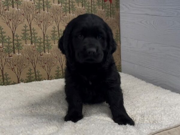 Comfort Retriever DOG Male Black 20662 Petland Batavia, Illinois