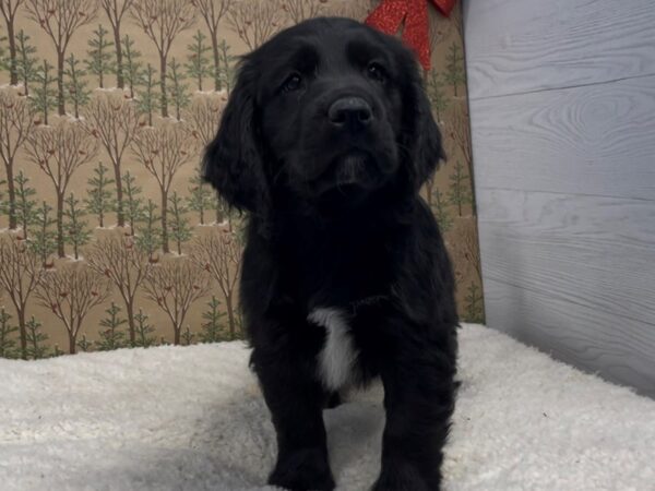 Comfort Retriever DOG Male Black 20663 Petland Batavia, Illinois