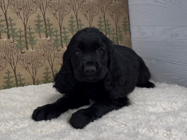 Comfort Retriever DOG Male Black 12494 Petland Batavia, Illinois