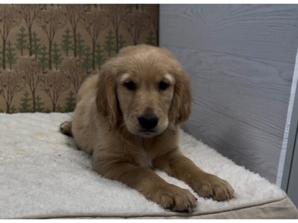 Golden Retriever DOG Male Golden 12496 Petland Batavia, Illinois